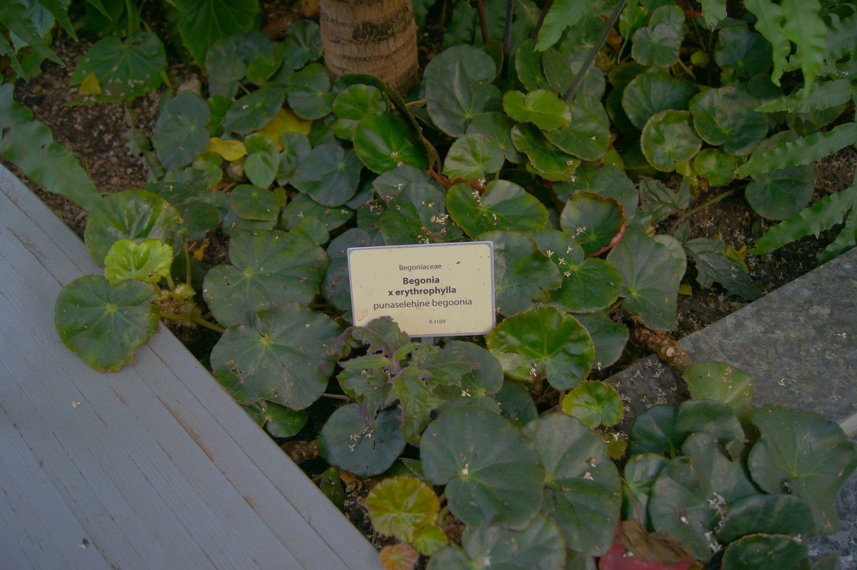 Begonia x erythrophylla.  Tallinn Botanic Garden.