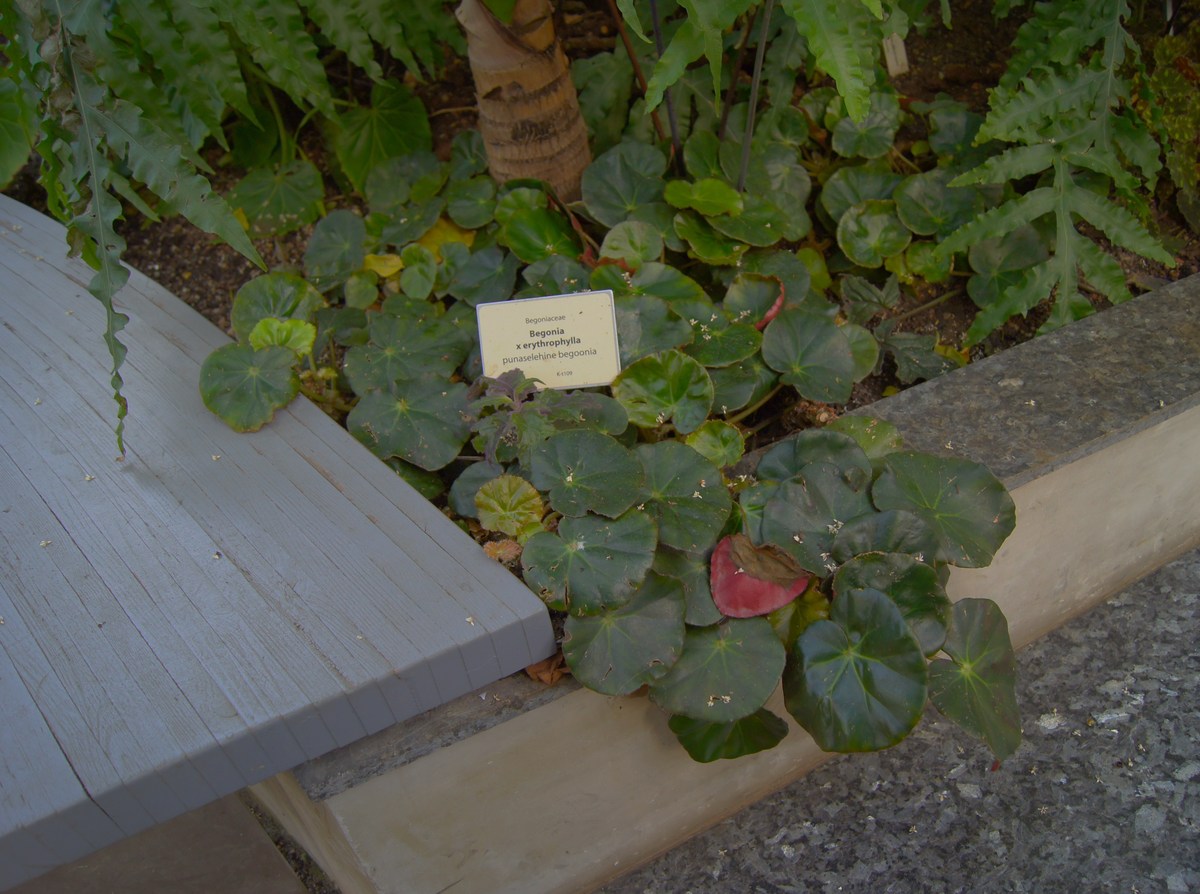 Begonia x erythrophylla.  Tallinn Botanic Garden.