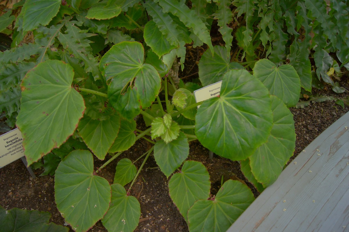 Begonia manicata.  Tallinn Botanic Garden.