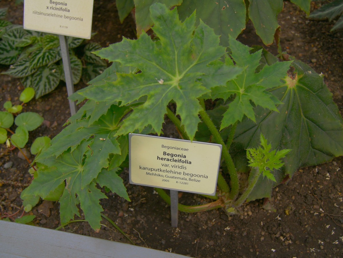 Begonia heracleifolia.  Tallinn Botanic Garden.