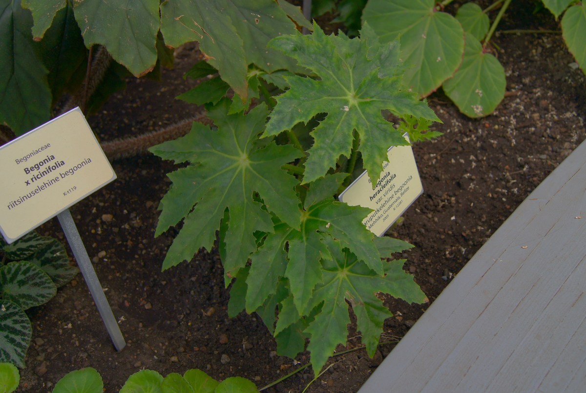 Begonia heracleifolia.  Tallinn Botanic Garden.