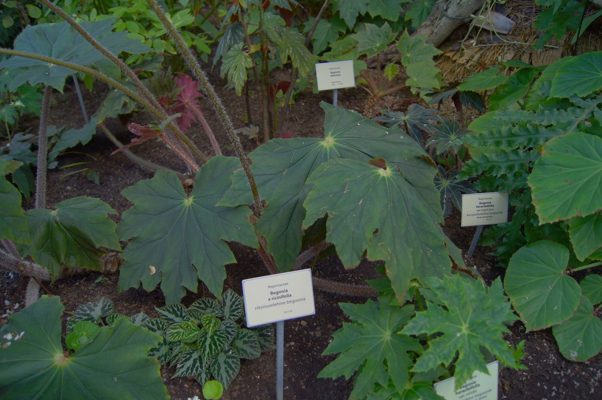 Begonia x ricinifolia.  Tallinn Botanic Garden.
