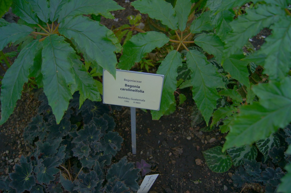 Begonia carolineifolia.  Tallinn Botanic Garden.