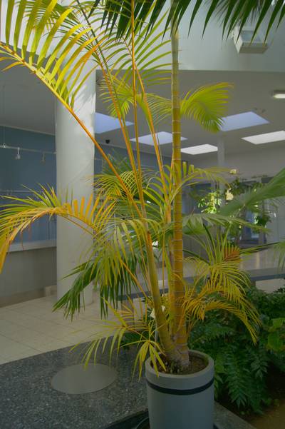 Таллиннский ботанический сад