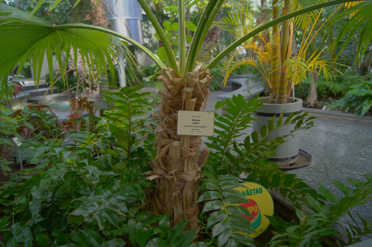 Брахея съедобная или гваделупская пальма. Brahea edulis.  Таллиннский ботанический сад.