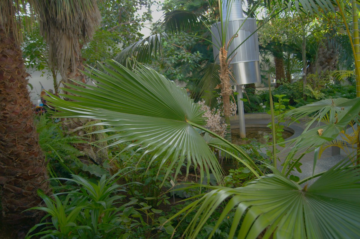 Брахея съедобная или гваделупская пальма. Brahea edulis.  Таллиннский ботанический сад.