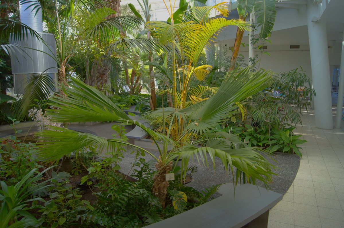 Брахея съедобная или гваделупская пальма. Brahea edulis.  Таллиннский ботанический сад.