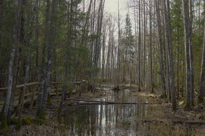 Прогулка в Соомаа. Meiekose ja Ingatsi õpperajad.