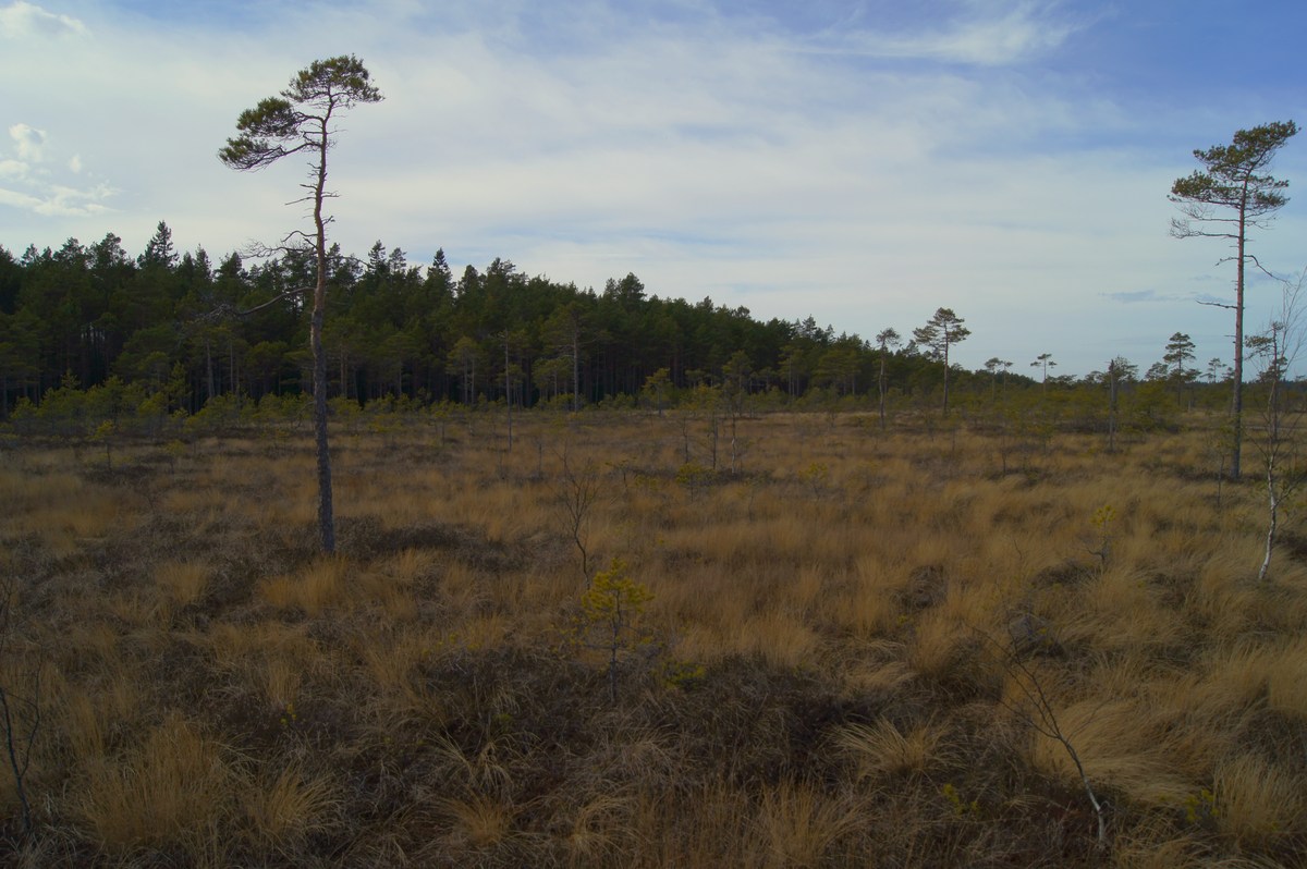 Верховое болото. Прогулка в Соомаа. Meiekose ja Ingatsi õpperajad.