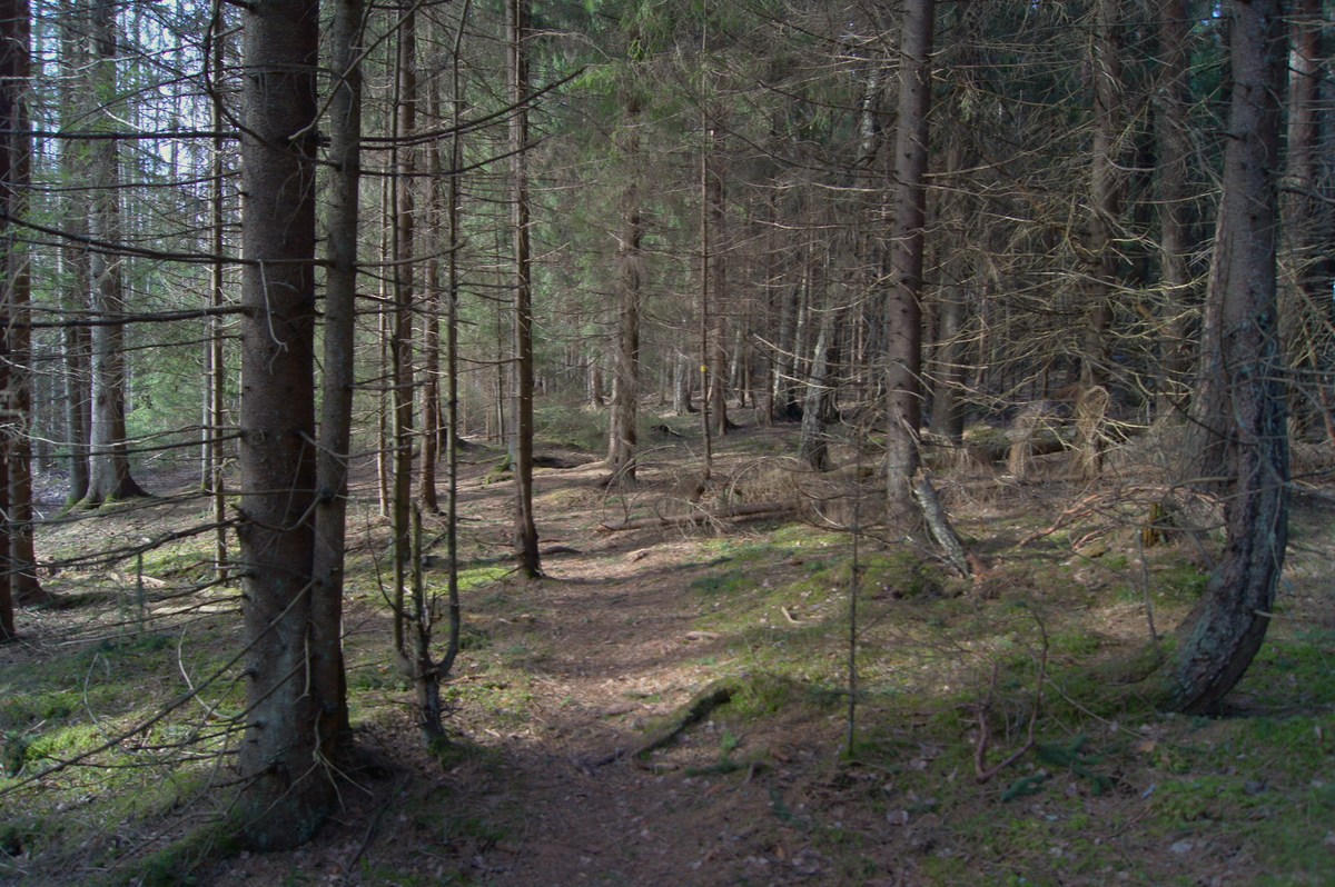 Тёмный лес.  Прогулка в Соомаа. Meiekose ja Ingatsi õpperajad.