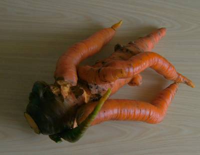 Гигантская морковь