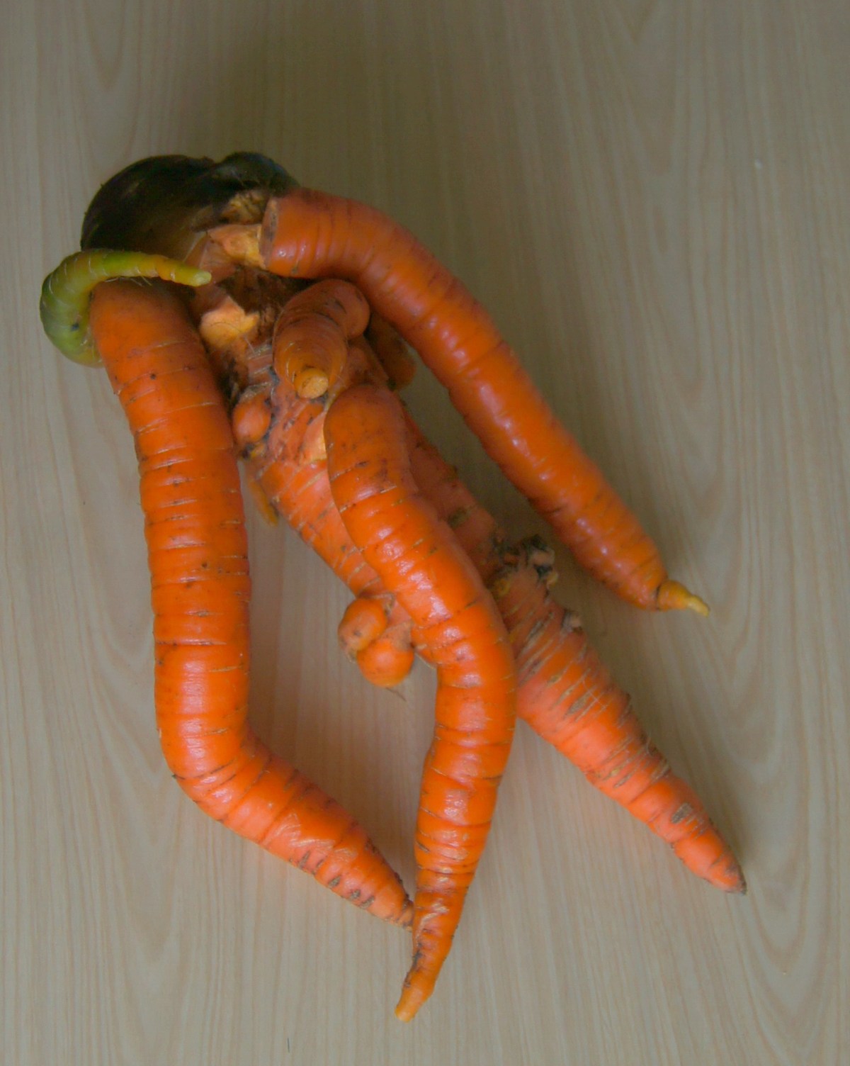  Гигантская морковь.