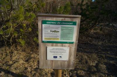Пикниковое место Oostriku jõe lõkkekoht