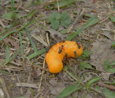 Муравьи нашли еду