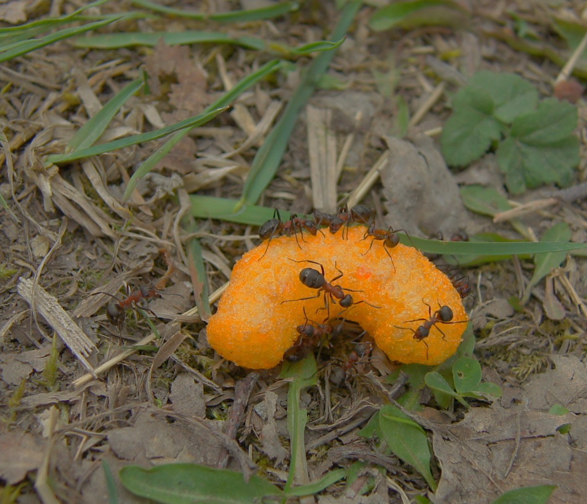  Муравьи нашли еду.