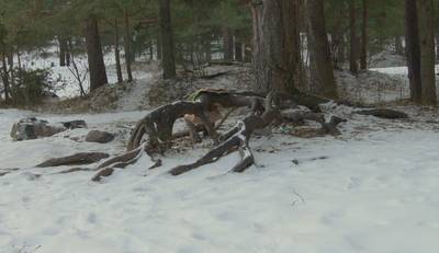 Зимняя прогулка