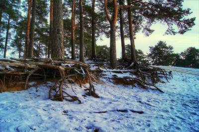 Зимняя прогулка