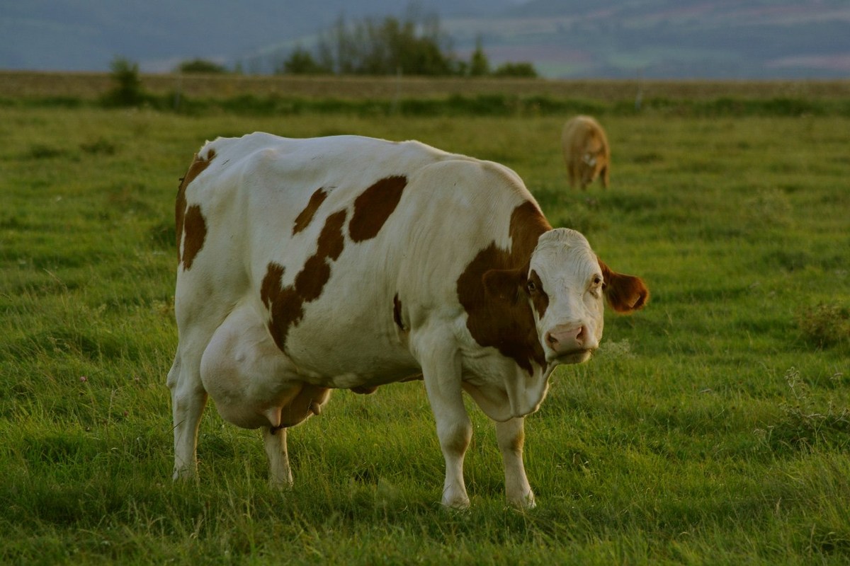  Фотографии от pixelzz. 