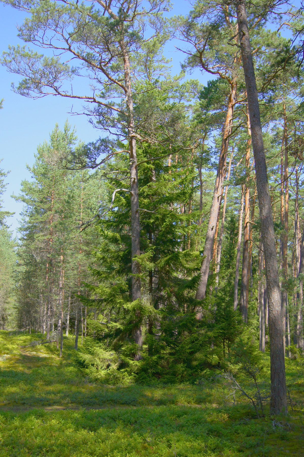  Остров Аэгна, Aegna.