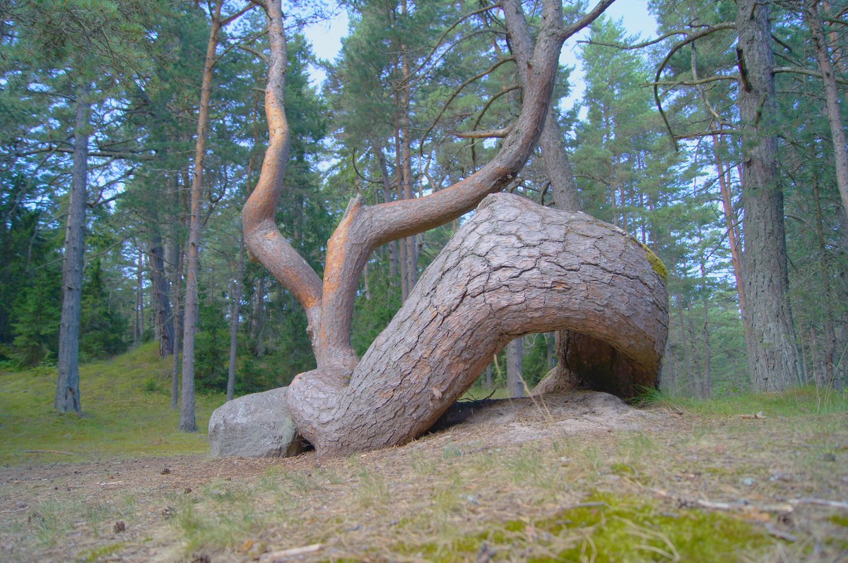  Остров Аэгна, Aegna.