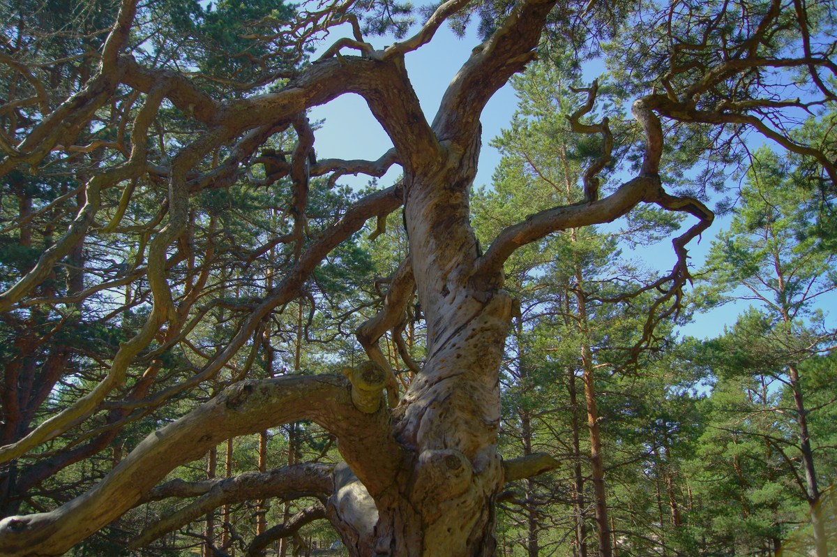  Остров Аэгна, Aegna.