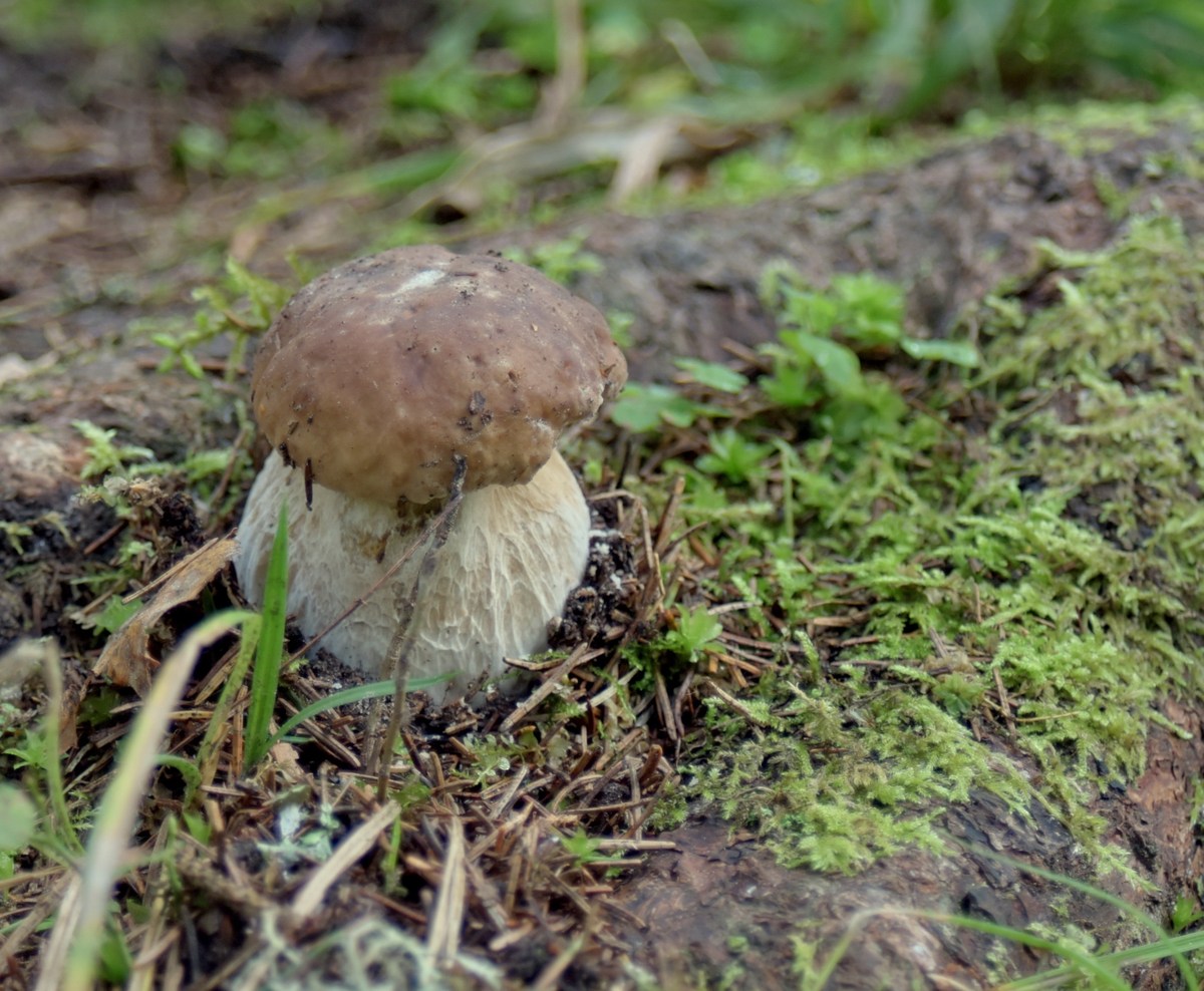 Белый гриб. Закрытие сезона, костровое место лесных братьев (metsavenna lõkkekoht).