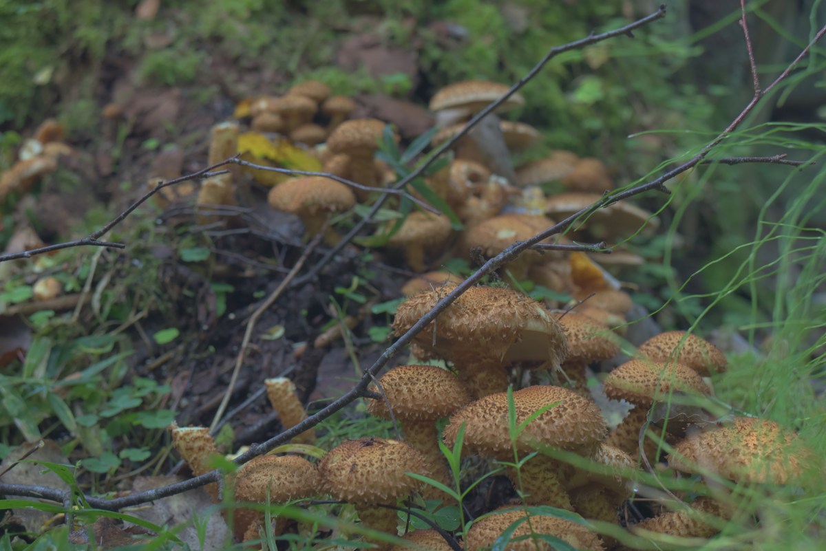 Грибы. Закрытие сезона, костровое место лесных братьев (metsavenna lõkkekoht).