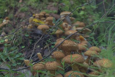 Закрытие сезона, костровое место лесных братьев (metsavenna lõkkekoht)