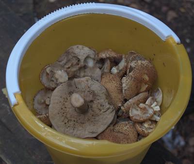 Закрытие сезона, костровое место лесных братьев (metsavenna lõkkekoht)