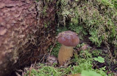 Закрытие сезона, костровое место лесных братьев (metsavenna lõkkekoht)