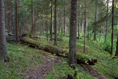 Закрытие сезона, костровое место лесных братьев (metsavenna lõkkekoht)