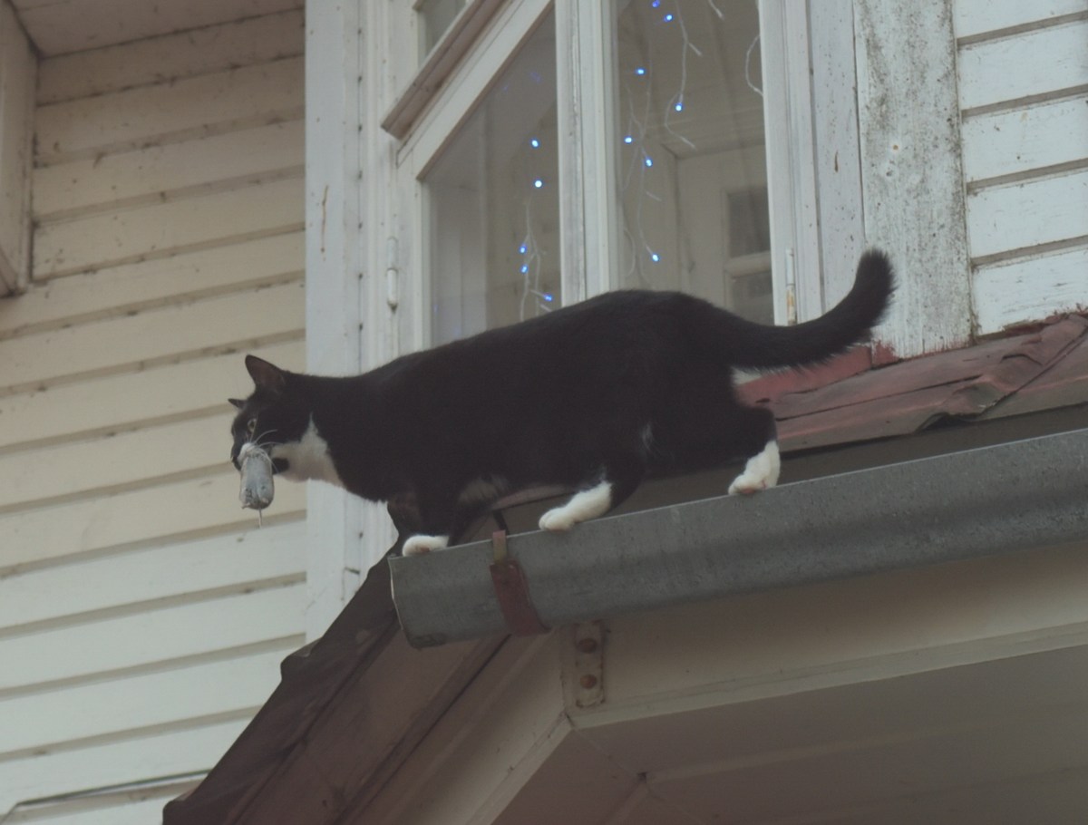 Кот-охотник с добычей. Музей Освободительной войны в Лагеди.