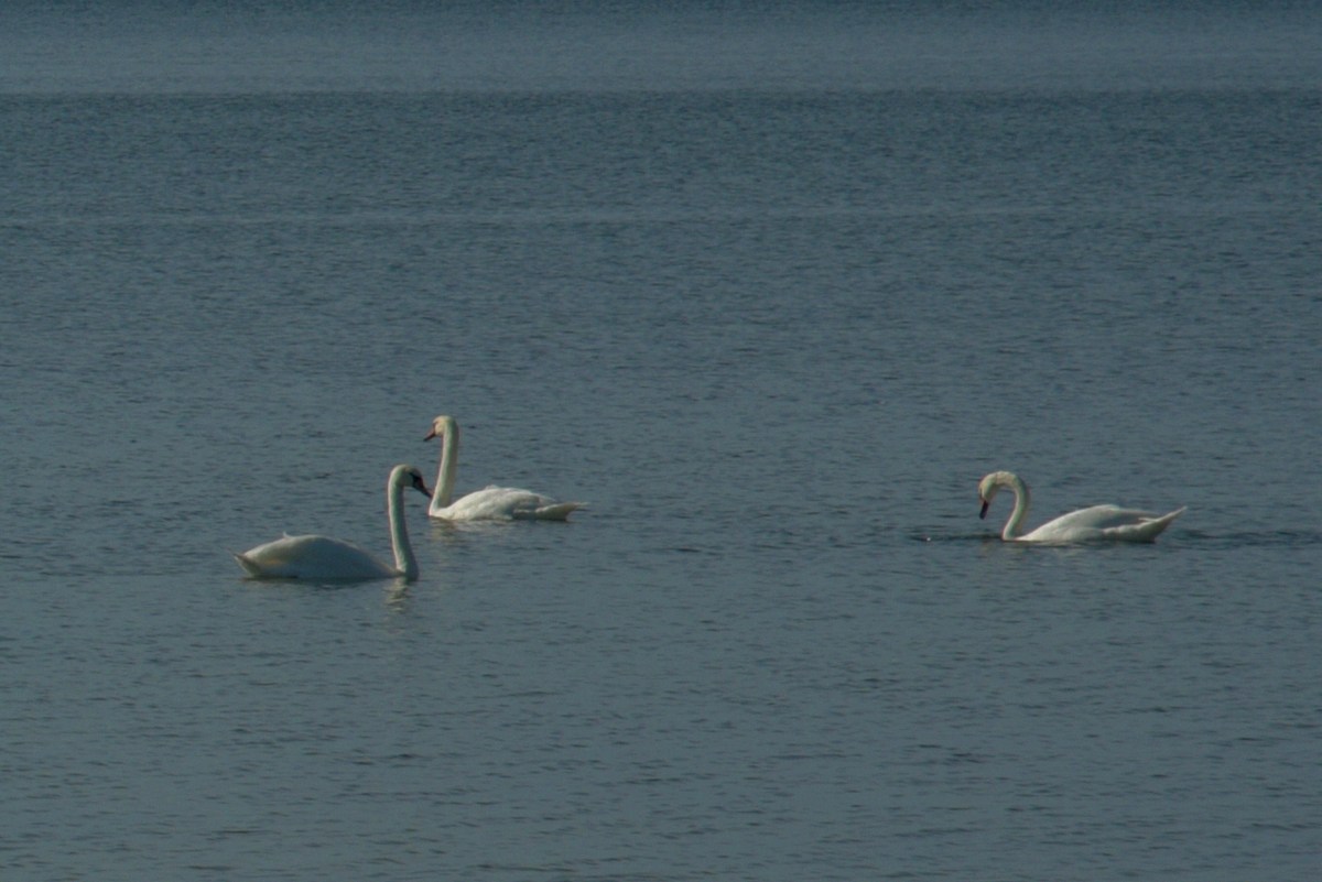 Лебеди на воде. Закрытие летнего сезона 2016, пляж.