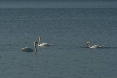 Закрытие летнего сезона 2016, пляж Матси (Matsi rand)