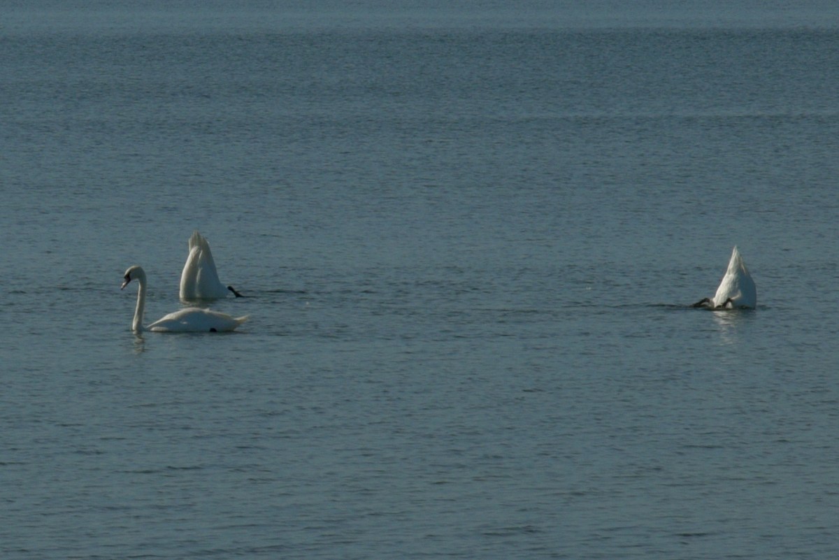 Лебеди на воде. Закрытие летнего сезона 2016, пляж.