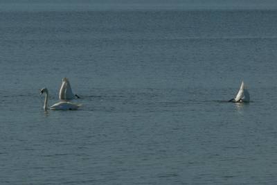 Закрытие летнего сезона 2016, пляж Матси (Matsi rand)