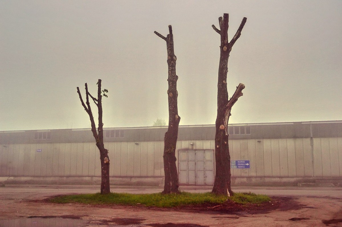  Фотографии от pixelzz. 