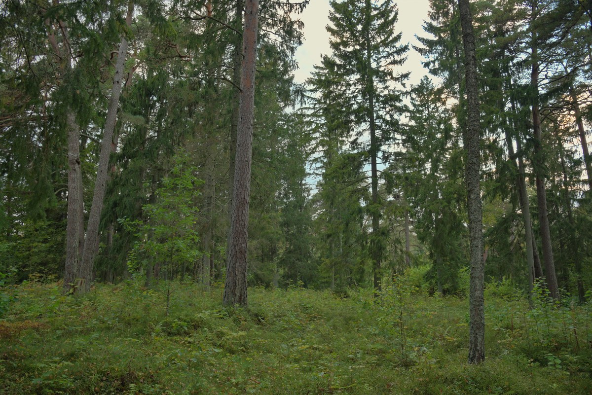  Пикниковое место падисе (padise lõkkekoht).