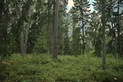 Пикниковое место падисе (padise lõkkekoht)