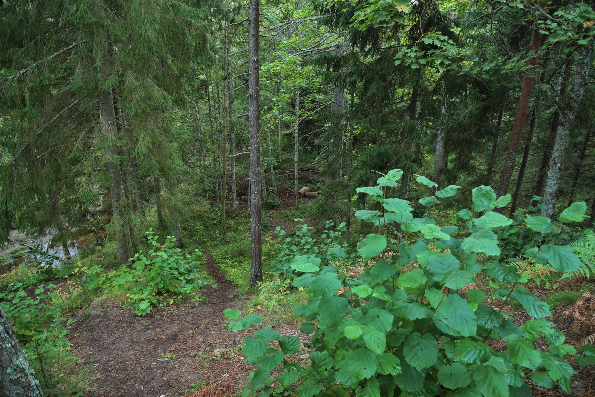  Пикниковое место падисе (padise lõkkekoht).