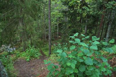 Пикниковое место падисе (padise lõkkekoht)