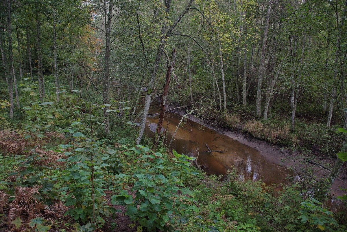  Пикниковое место падисе (padise lõkkekoht).