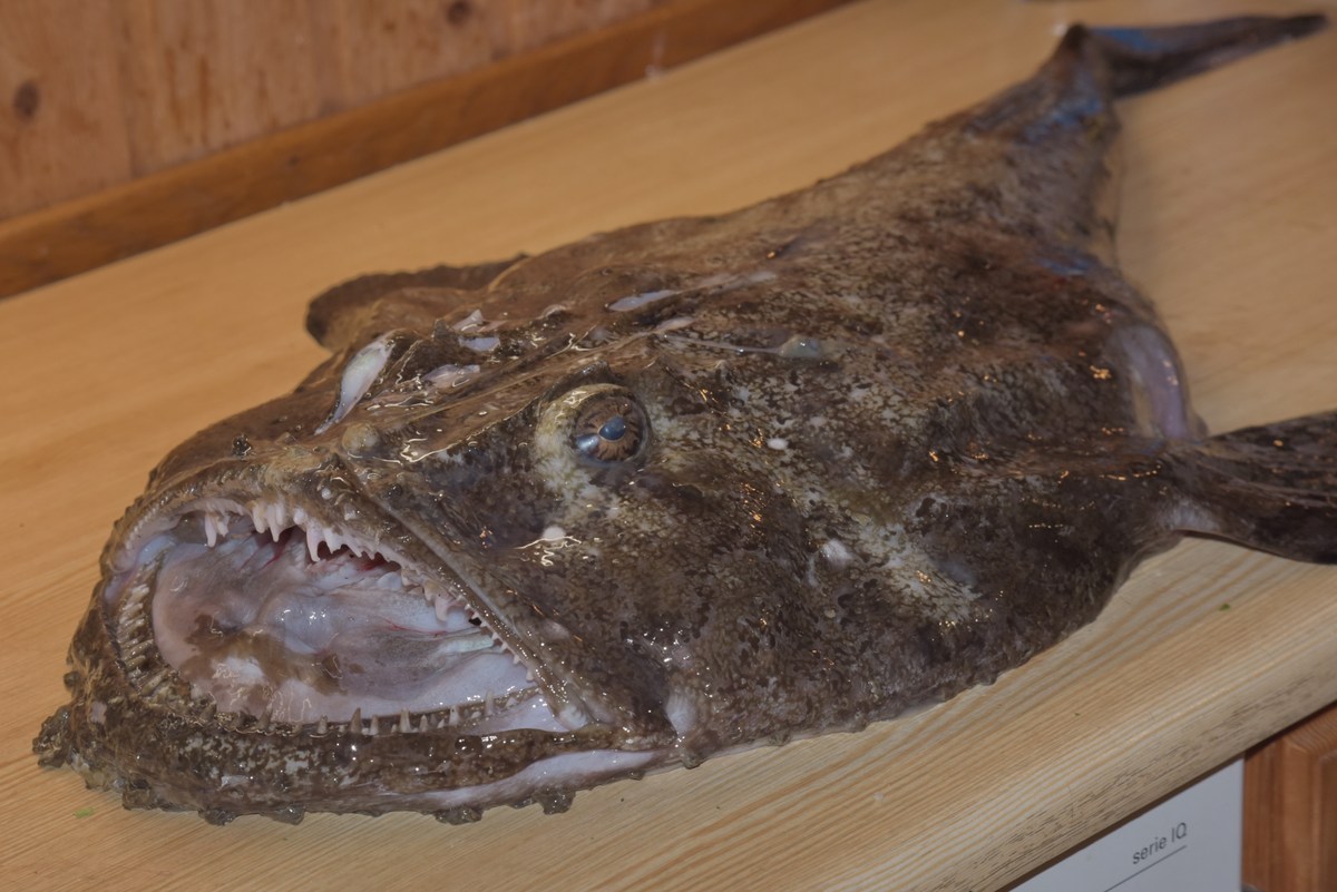 Зубы в три ряда. Mорской чёрт.