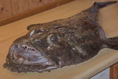 Mорской чёрт. Как разделать. Разделка.