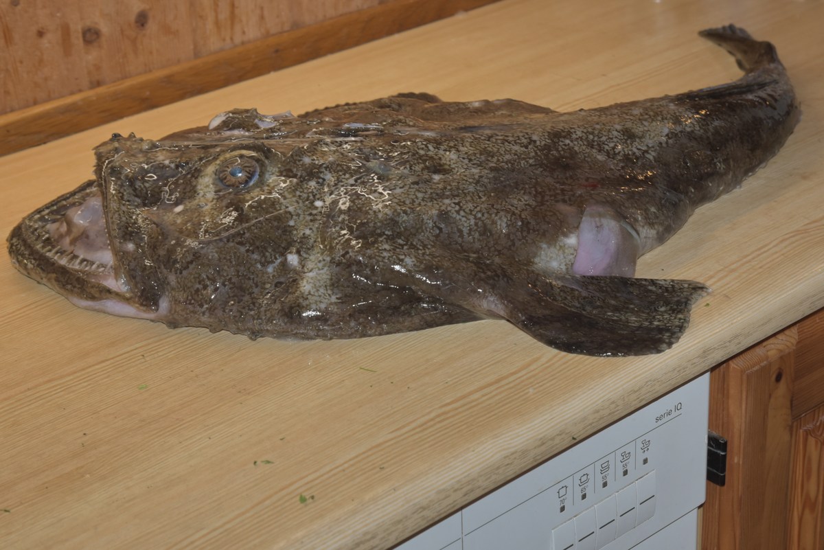  Mорской чёрт.