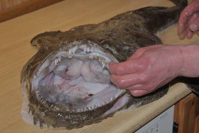 Mорской чёрт. Как разделать. Разделка.
