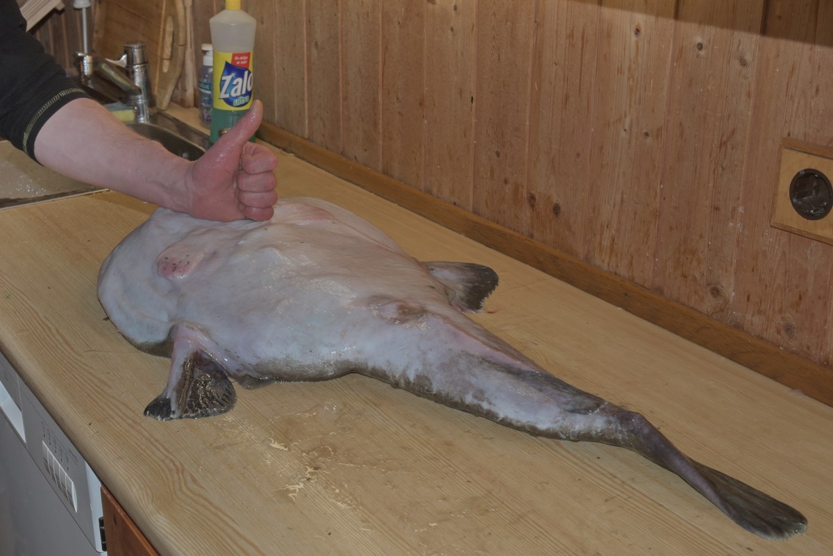 Отличная рыбка. Mорской чёрт.