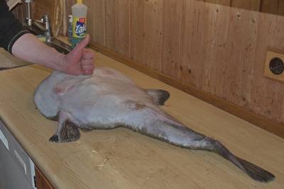 Mорской чёрт. Как разделать. Разделка.