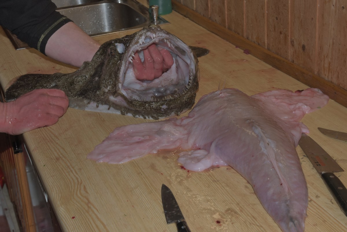 Разделали. Mорской чёрт.