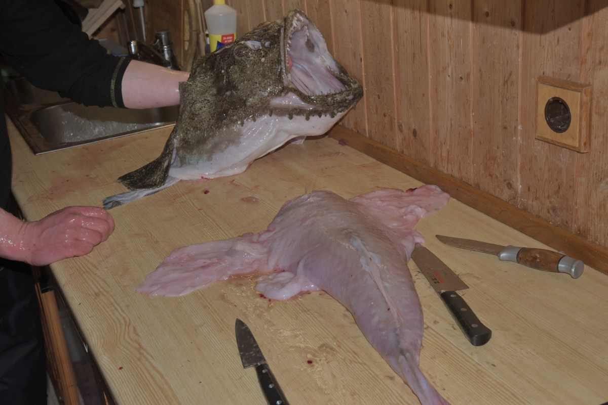 Разделали. Mорской чёрт.